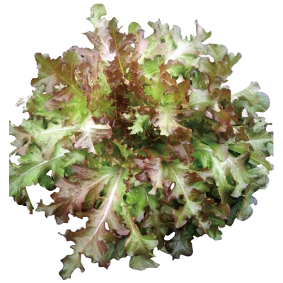 紅鹿角萵苣-種子