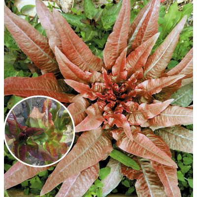 鹿耳島紅葉萵苣-種子