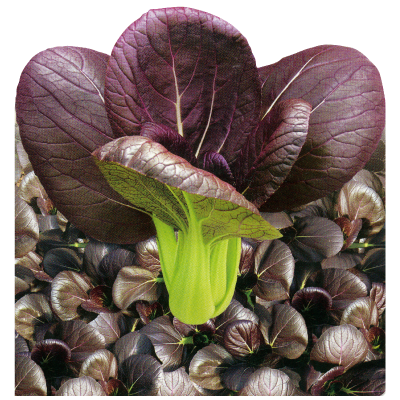 紫衣白菜-種子