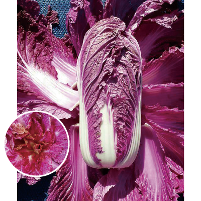 紫裔結球白菜-種子