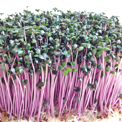 紫高麗菜苗-種子