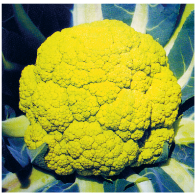 黃玉花椰菜-種子