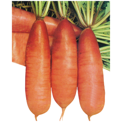吉美紅皮蘿蔔-種子