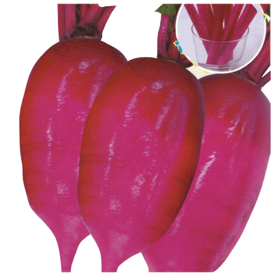 吉野紫皮紫肉蘿蔔-種子