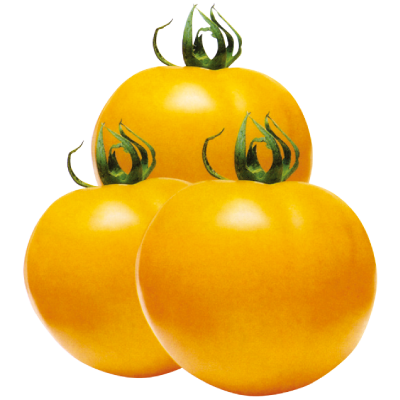 金壽番茄-種子
