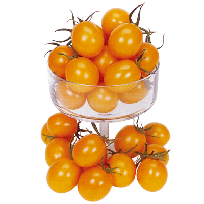 金王子小型番茄-種子