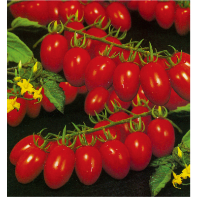 瑞珍小型番茄(串番茄)-種子