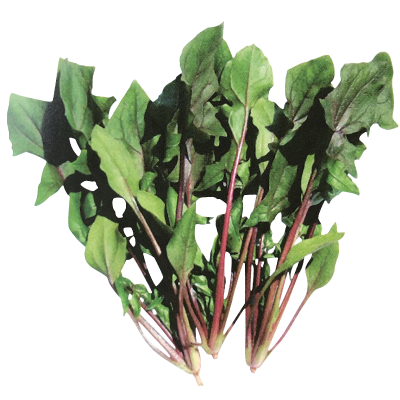 紅寶菠菜-種子