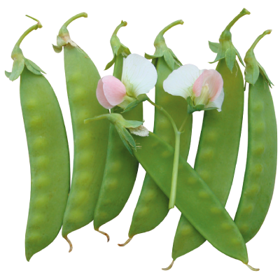 碧綠青翠豌豆莢(超強抗白粉病)-種子
