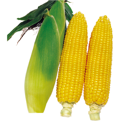 236超甜玉米(非基因改造品種)-種子