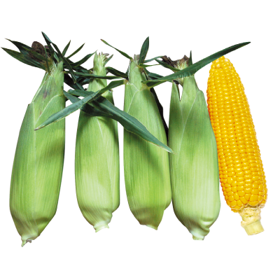 優夏超甜玉米(非基因改造品種)-種子