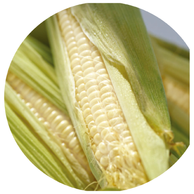 隆田白糯米玉米(非基因改造品種)-種子