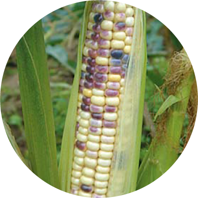 紫玉糯米玉米(非基因改造品種)-種子