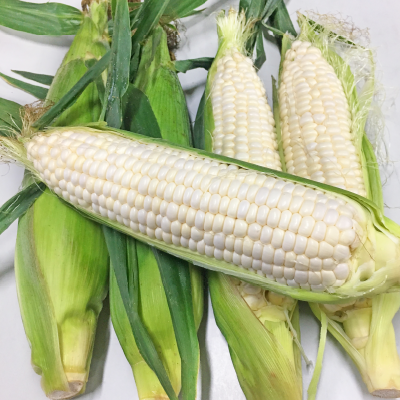 268禾闐白玉米(非基因改造品種)-種子