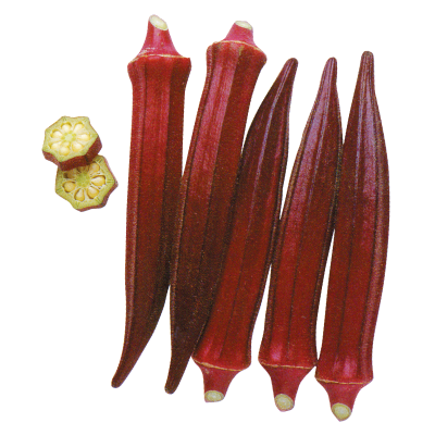 紅秋葵-種子