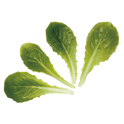 微型直立萵苣-種子