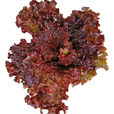 珊瑚捲葉紅萵苣