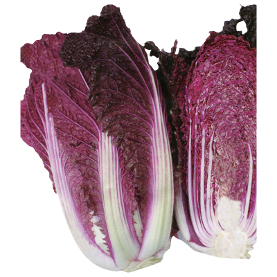 紫寶結球白菜