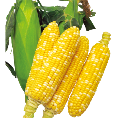 米諾118雙色水果玉米(非基因改造品種)