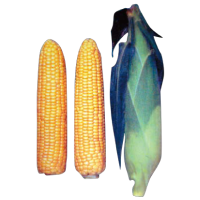 華美玉米(非基因改造品種)-種子