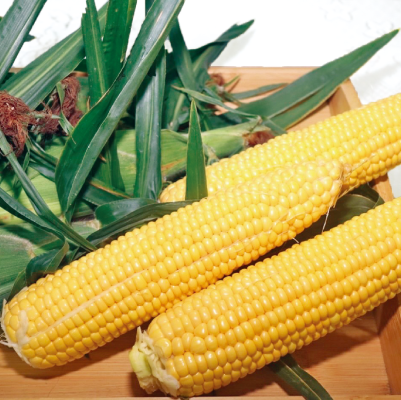 232薄殼玉米(非基因改造品種)-種子