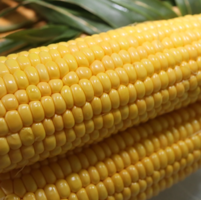 232薄殼玉米(非基因改造品種)-種子
